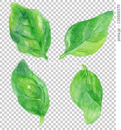 バジルの葉　バラ　水彩イラストセット 116808370
