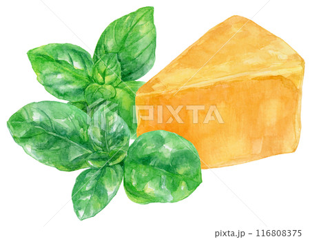 バジルの葉とチーズの水彩イラスト 116808375