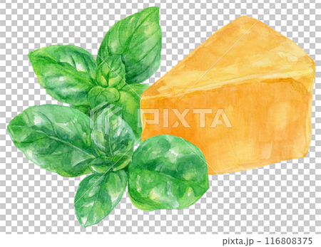 バジルの葉とチーズの水彩イラスト 116808375