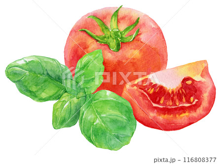 トマトとバジルの葉　水彩イラスト 116808377
