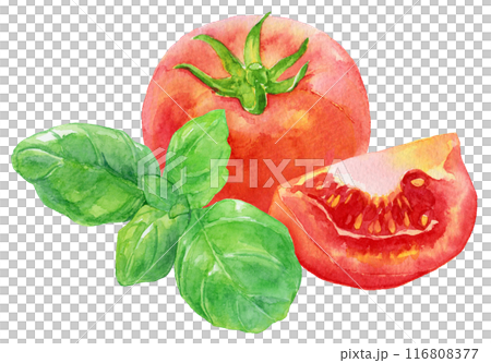トマトとバジルの葉　水彩イラスト 116808377
