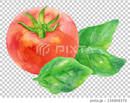 Basil leaves and tomatoes watercolor illustration Basil leaves and tomatoes watercolor illustration 116808378