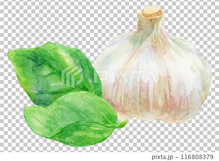 ニンニクとバジルの葉　水彩イラスト 116808379