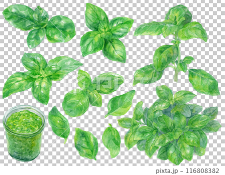羅勒水彩插圖集 羅勒水彩插圖集 116808382