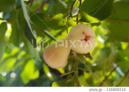 water guava on a tree 116808510