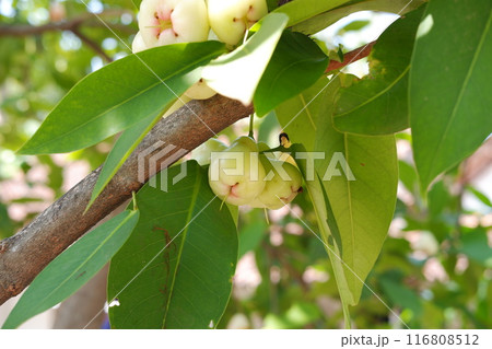 water guava on a tree 116808512
