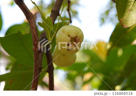 water guava on a tree 116808518