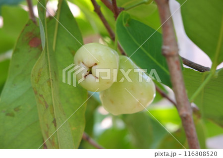water guava on a tree 116808520