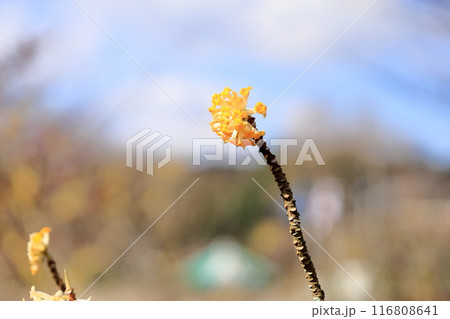 ミツマタの花　満開 116808641