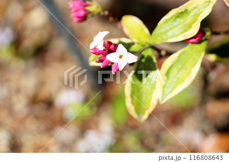 ジンチョウゲの花 ほころぶ ジンチョウゲの花 ほころぶ 116808643