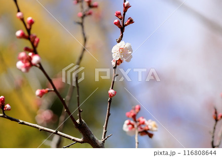咲始め　アンズの花　五助ドン 116808644