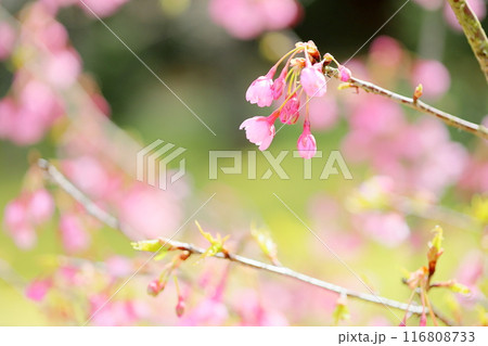 早咲き桜　おかめ　満開 116808733