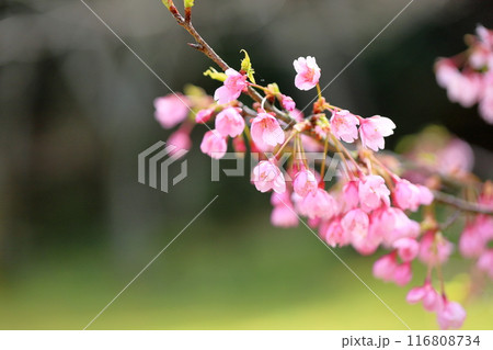 早咲き桜　おかめ　満開 116808734