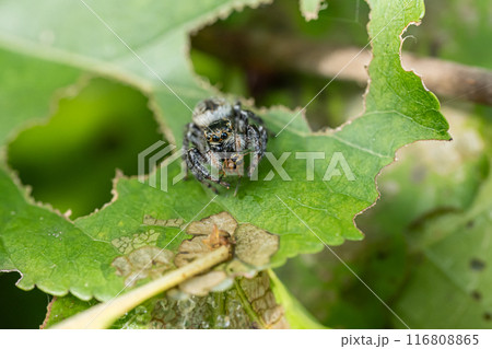 虫を捕食するハエトリグモ（ネコハエトリ） 116808865