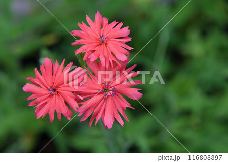 センノウの花 センノウの花 116808897