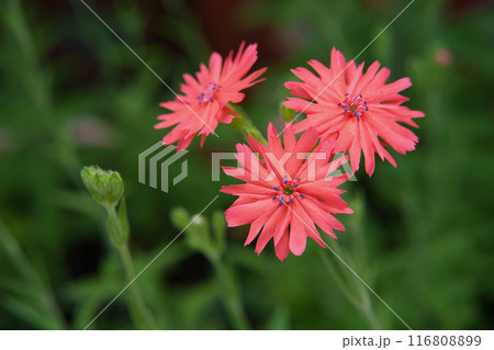 センノウの花 センノウの花 116808899