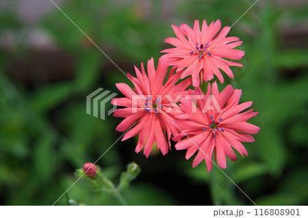 センノウの花 センノウの花 116808901