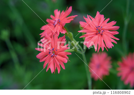 センノウの花 センノウの花 116808902