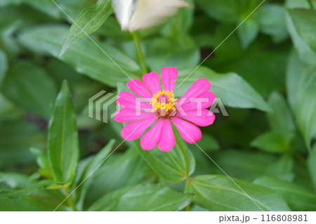 Butterfly on pink zinnia flower in the garden. Butterfly on pink zinnia flower in the garden. 116808981
