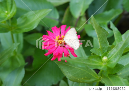 Butterfly on pink zinnia flower in the garden. 116808982