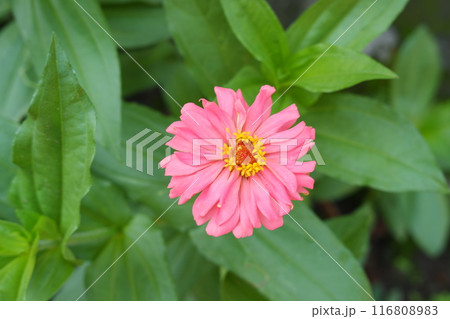pink flower on the green background pink flower on the green background 116808983