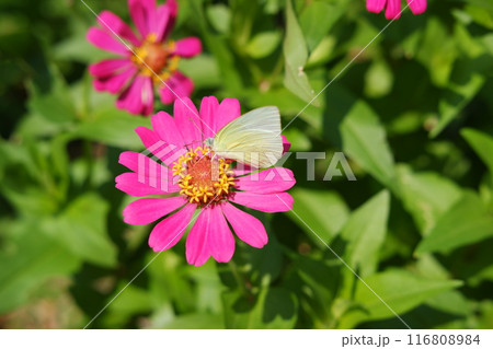 Butterfly on pink zinnia flower in the garden. 116808984