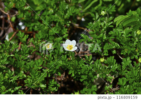 秋田駒ケ岳 チングルマ01 秋田駒ケ岳 チングルマ01 116809159