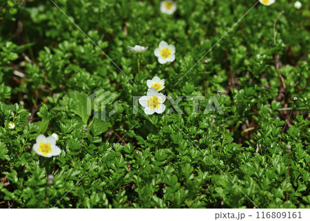 秋田駒ケ岳  チングルマ02 116809161