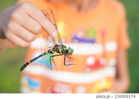 男の子が持つオニヤンマ 116809174