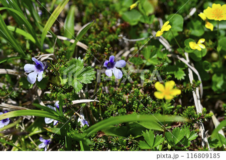 秋田駒ケ岳 ムシトリスミレ02 116809185