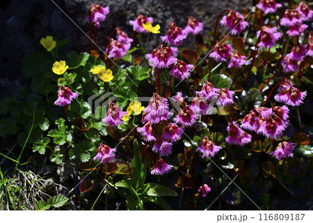 秋田駒ケ岳 イワカガミ群生 116809187