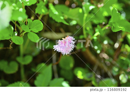 秋田駒ケ岳 コイワカガミ 116809192