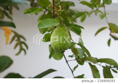 Guava fruit on the tree in the garden with green leaves background 116809293