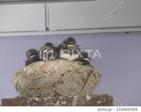 燕の子 独り立ちする 日もう直ぐだ 燕の子 独り立ちする 日もう直ぐだ 116809368