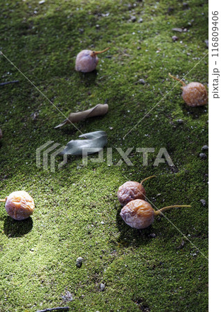 秋10月苔の上に落ちた黄色いギンナンの実 秋10月苔の上に落ちた黄色いギンナンの実 116809406
