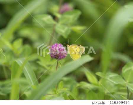 花の蜜を吸うモンキチョウ 116809454