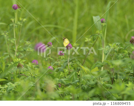 花の蜜を吸うモンキチョウ 116809455
