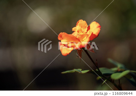 オレンジ色の花 116809644