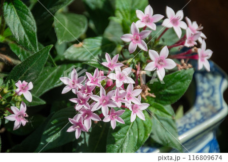 カワイイピンクのペンタスの花 カワイイピンクのペンタスの花 116809674