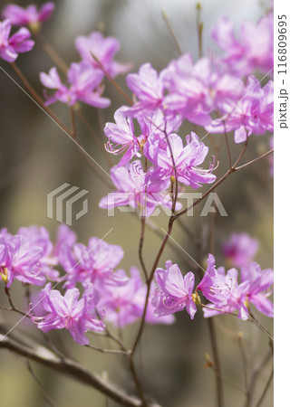 ピンクの花を咲かせるミツバツツジ ピンクの花を咲かせるミツバツツジ 116809695