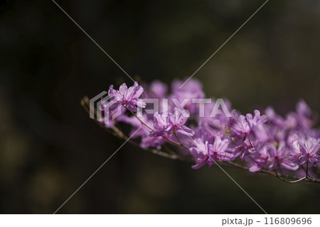 ピンクの花を咲かせるミツバツツジ 116809696