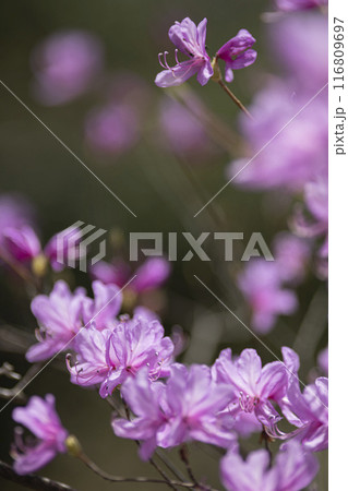 ピンクの花を咲かせるミツバツツジ 116809697