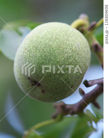 木に実った未熟なオニグルミ 116809698
