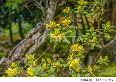 ひっそりと咲く満開の黄色い西洋シャクナゲ 116809765