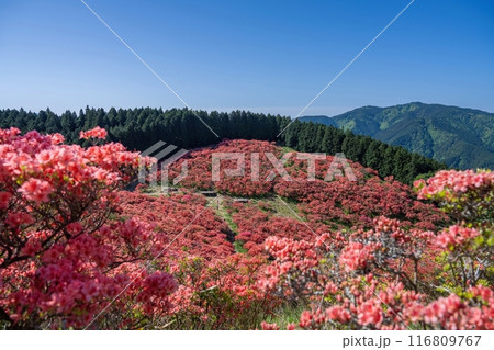 ちょうど見ごろのツツジ越しに見下ろす満開のツツジの絶景 116809767