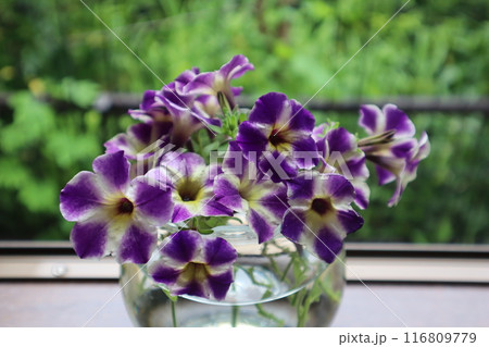 切り戻したサフィニアの花を生ける 切り戻したサフィニアの花を生ける 116809779