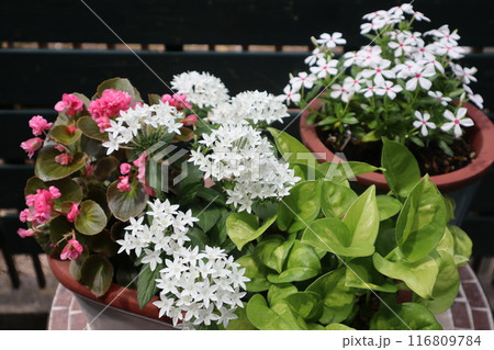 夏の花の寄せ植え&寄せ鉢 夏の花の寄せ植え&寄せ鉢 116809784