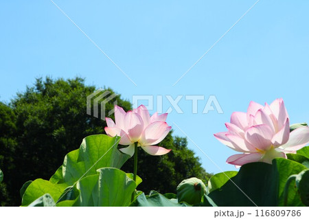青空に映えるハスの花 神秘的な美しさ 青空に映えるハスの花 神秘的な美しさ 116809786