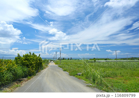 沖縄　読谷村の風景　さとうきび畑の先に美しい海 116809799