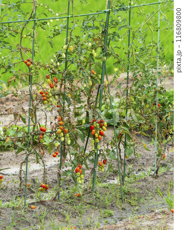 トマトが実る畑の風景 トマトが実る畑の風景 116809800
